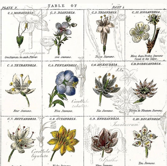 Riley Blake Designs Sewing Seeds III by J. Wecker Frisch CD15684 White.